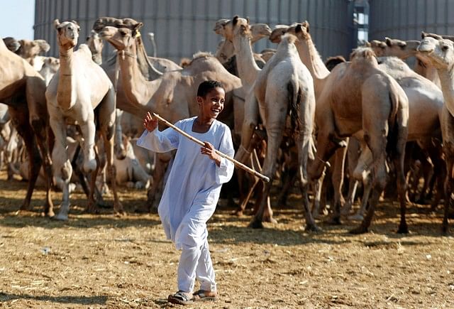 A camel trader`s son smiles as camels are shown to prospective buyers at the Birqash Camel Market, ahead of Eid al-Adha or Festival of Sacrifice, on the outskirts of Cairo, Egypt on 17 August 2018. Reuters