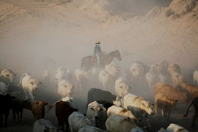 A Cowboy pushes a herd of cattle in the municipality of Guadalupe, in the Juarez Valley, Mexico on 18 August 2018. Photo: Reuters