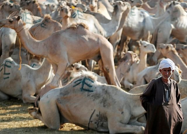 Faraj al-Gammal, 50, a camel trader, shows his camels for sale at the Birqash Camel Market, ahead of Eid al-Adha or Festival of Sacrifice, on the outskirts of Cairo, Egypt on 17 August 2018. Reuters