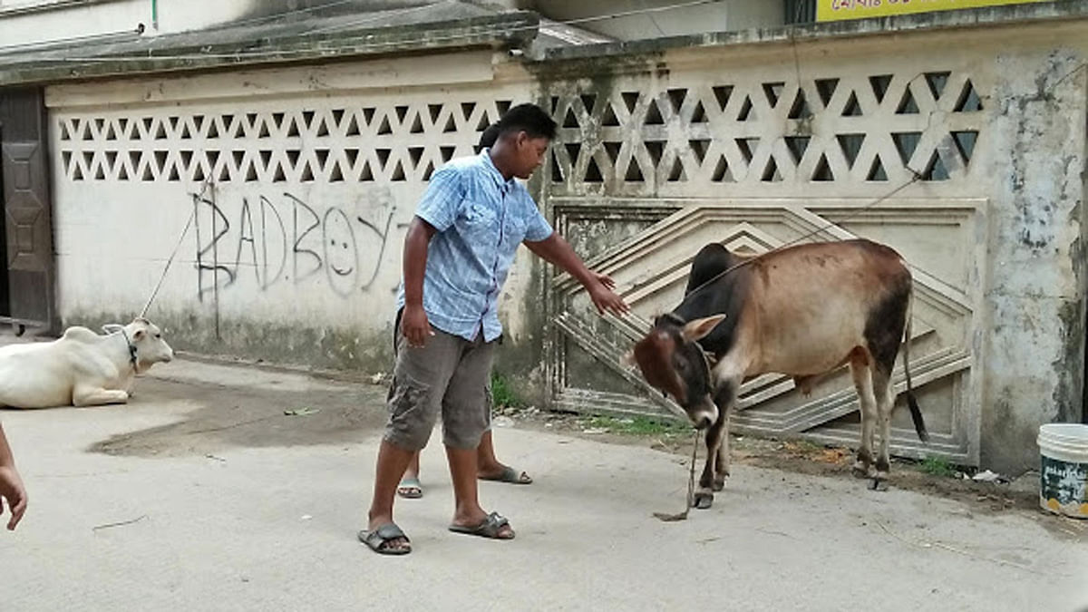 Two boys trying to tame the newly bought bull. Mahanagar Housing Society, Dhaka. Photo: Nusrat Nowrin