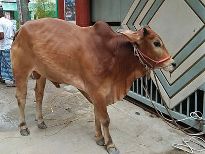 Jalil Miah, the caretaker of this bull, made the animal stand up to take a picture. Photo: Nusrat Nowrin
