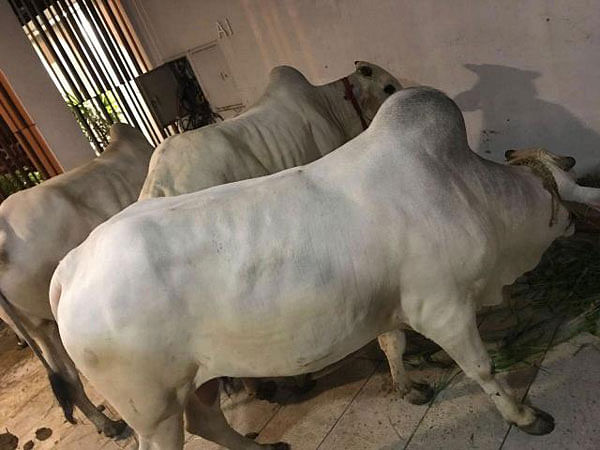Three cows kept inside BFDC bought by Pori Moni. Photo: Prothom Alo