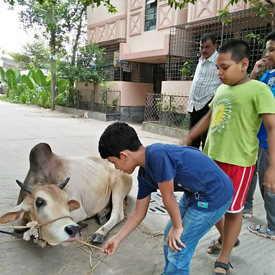 Children having fun feeding the bull. Photo: Nusrat Nowrin