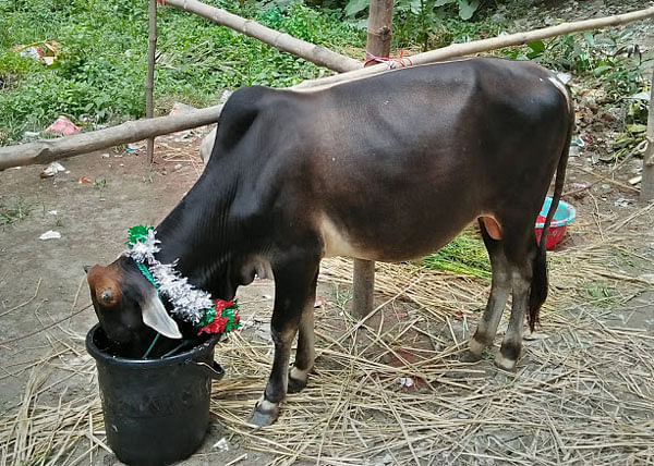 A black bull with a garland. Photo: Nusrat Nowrin
