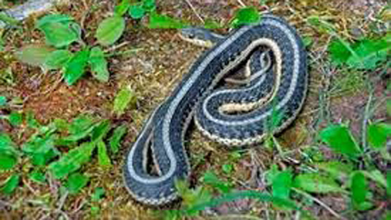 Flood victims returning home in the Indian state of Kerala have been told to stay alert as receding waters leave behind a glut of snakes.