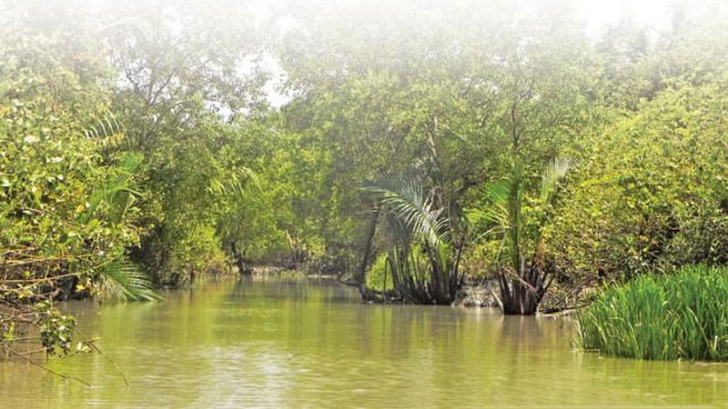 Sundarbans. Prothom Alo file photo