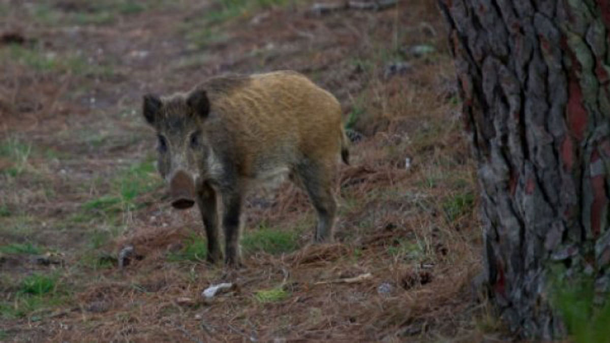 Wild boars have munched through one-tenth of Yves Rolland`s farm, devastating crops as well as feed he was growing for his lifestock, which he will now have to buy. `My father never saw boars when he was a farmer. Now we`ve been invaded,` he says -- Photo: AFP