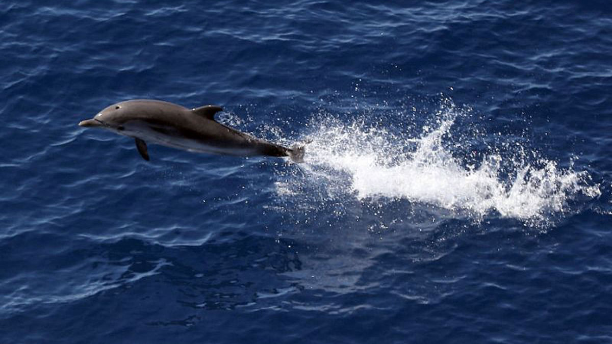 Unfit for porpoise: Naughty dolphin causes French beach ban -- Photo: AFP