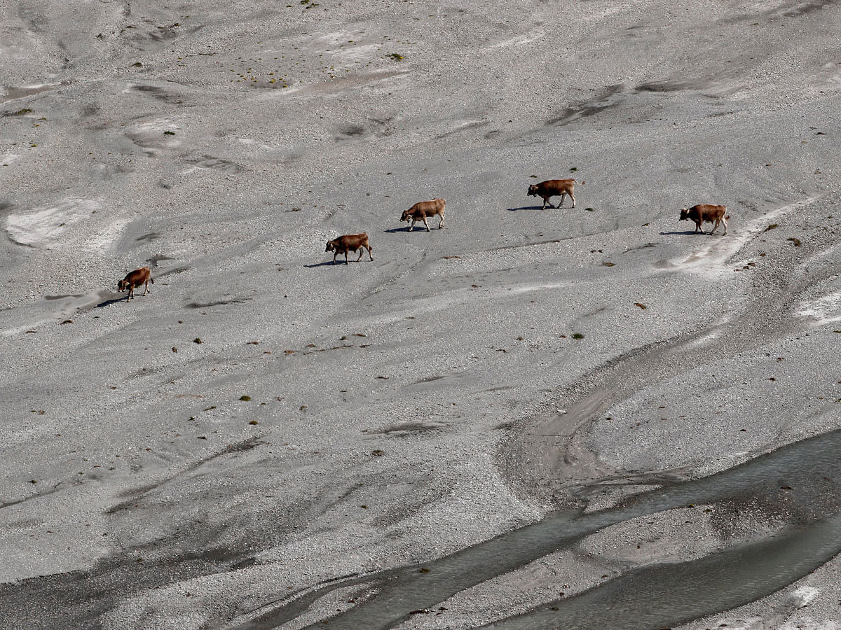 Cows walk through a partially dried-out riverbed during hot weather near the mountain resort of Flims, Switzerland on 5 August 2018. Photo: Reuters