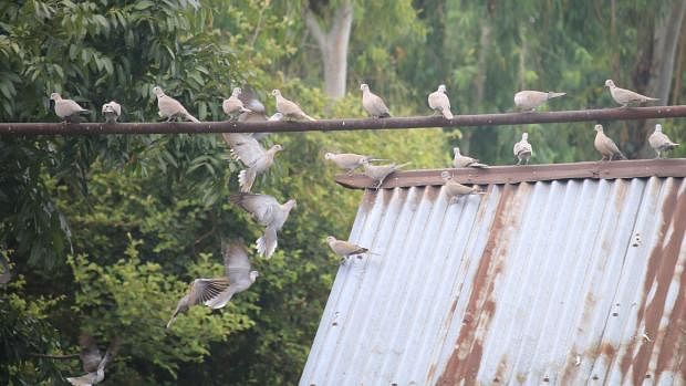 Doves come for a peck of rice where the grain is being processed at Hatibandha, Lalmanirhat on 26 August. Photo: Mosabber Hossain
