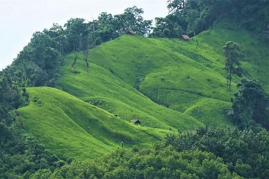 Hill tracts covered with rice seedlings of Jhum farms planted during the Bangla months of Jaishtha-Ashar. Waggachhara tea garden, Kaptai, Rangamati, 27 August. Photo: Supriya Chakma