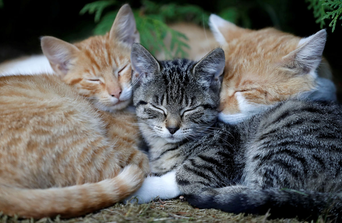 Cats sleep in the village of Krompach near the town of Cvikov in Czech Republic on 26 August 2018. Photo: Reuters