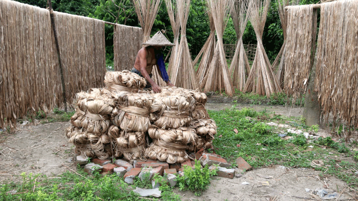 A farmer ties bundles of jute fibres, known to the people of Bangladesh as ‘golden fibre’, in Kashimpur of Jashore on 29 August. Photo: Ehsan-ud-Daula