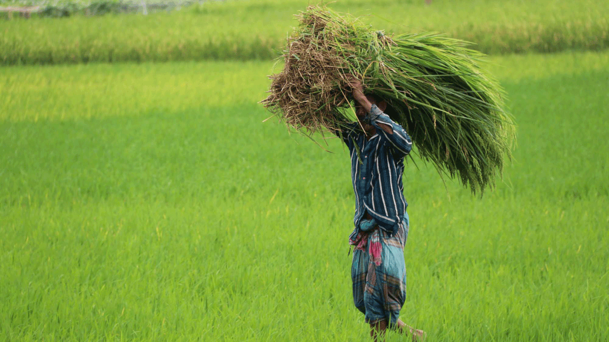 A farmer is on his way  home with bundles of grasses for cattle. The photo is taken from Kahsimpur in Jashore on 29 August. Photo: Ehsan-ud-Daula