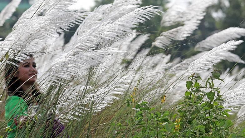 A woman among the reeds at Anannya residential area, Chattogram, 30 August. Photo: Jewel Shill