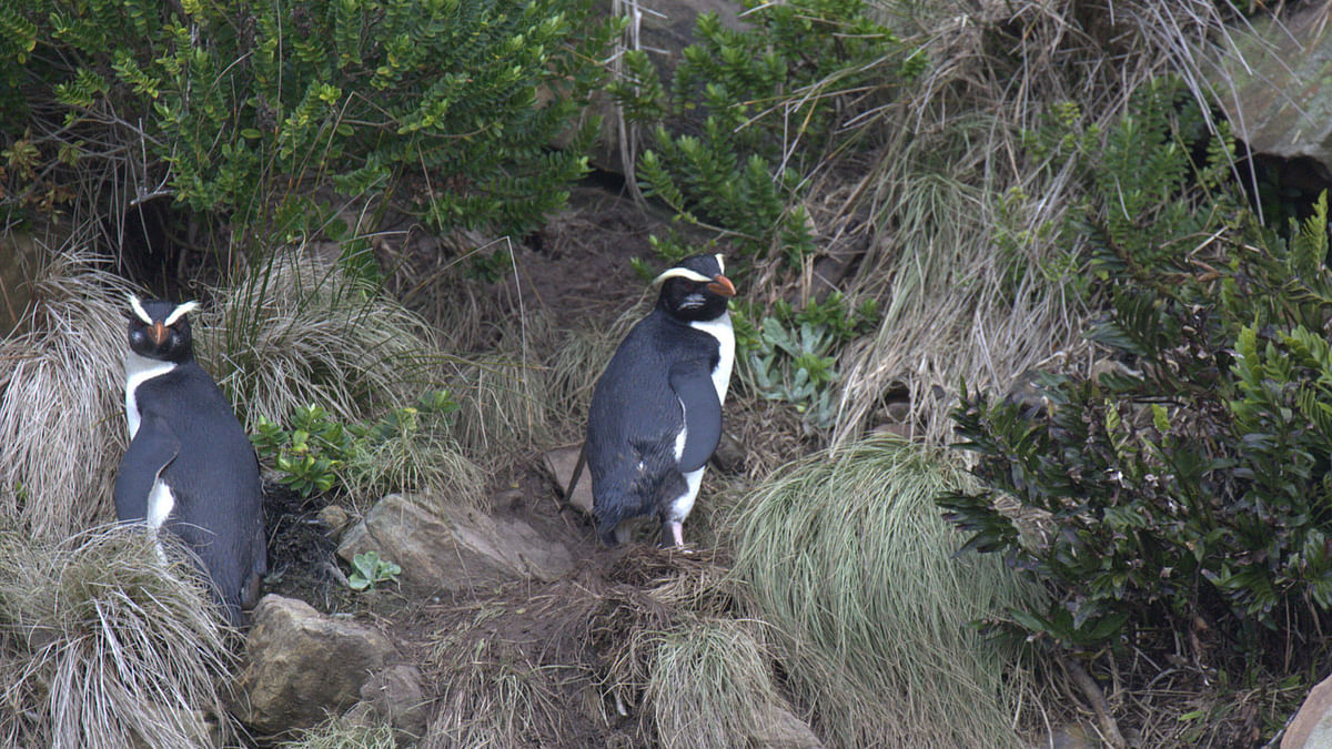 Crested Penguins in Munro Beach, New Zealand. Photo: flickr.com