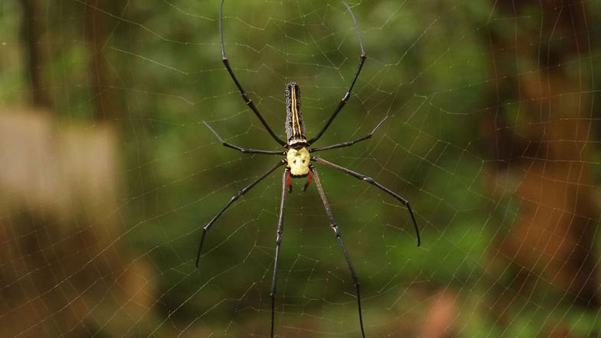 A spider weaving a web in the Lawachhara National Park in Kamalganj, Moulvibazar on 26 August. Photo: Anis Mahmud