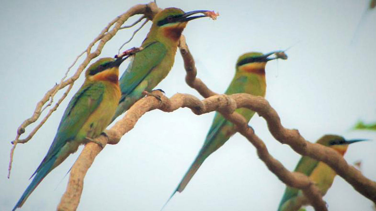 Birds perched on a branch in Rajban Bihar, Rangamati on 26 August. Photo: Supriya Chakma
