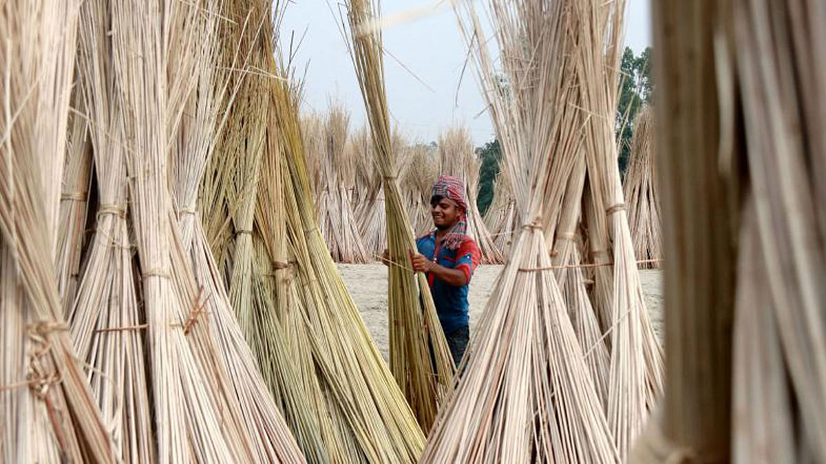 Farmers busy in drying jute sticks after extracting the fibre. Jute sticks sell at taka three to five per bundle. Nazirganj, Sujanagar, Pabna on 26 August. Photo: Hassan Mahmud