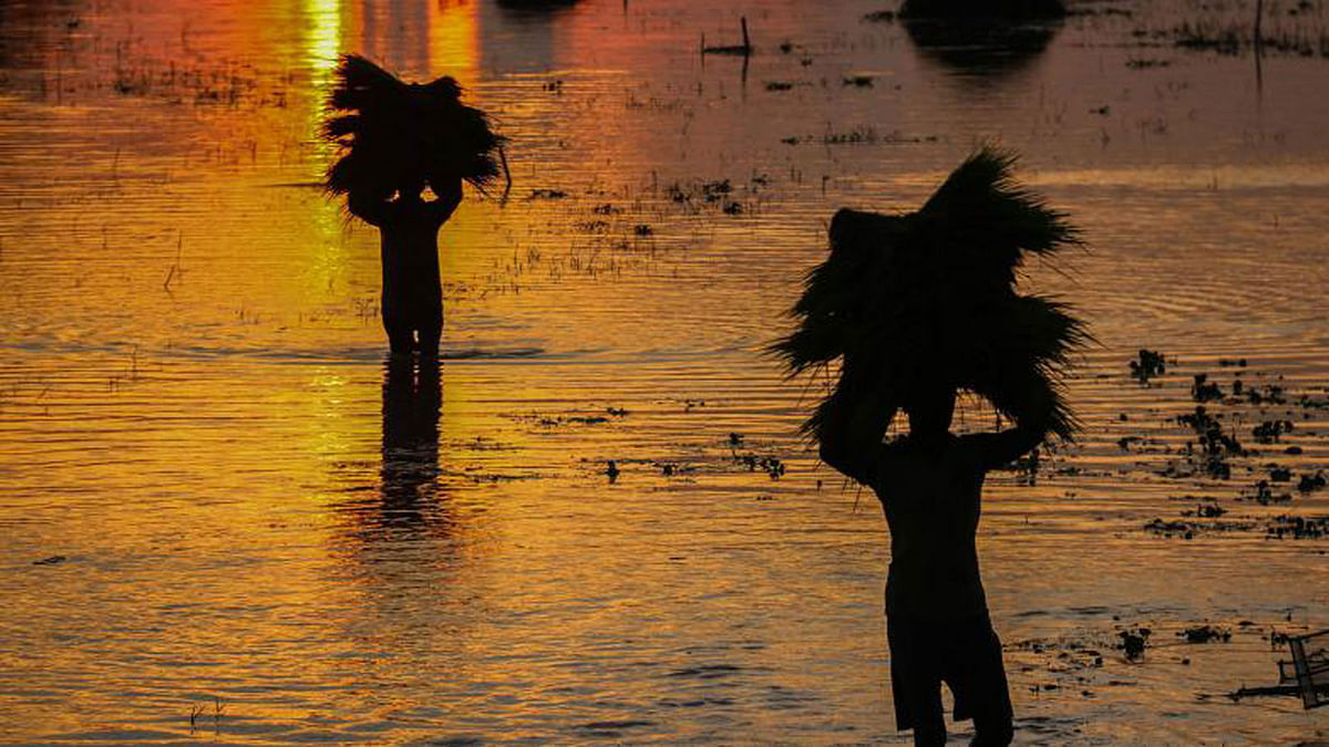 Farmers retruning with Aman saplings in the twilight from Batiaghata, Khulna on 26 August. Photo: Supriya Chakma