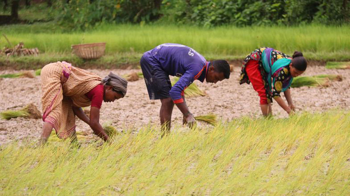 Farmers plant Aman rice saplings in Tarapur, Sylhet on 2 September. Photo: Anis Mahmud