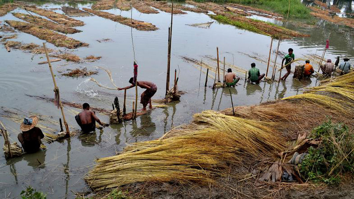 Farmers busy in processing jute in a hot afternoon in Ichhali Ramkrishnapur, Jashore on 2 August. Photo: Ehsan-Ud-Doula