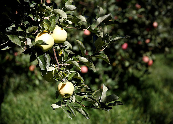 Golden Delicious apples on the tree are pictured at the Stutzman Ranch near Wenatchee, Washington, US on 2 September. Photo: Reuters