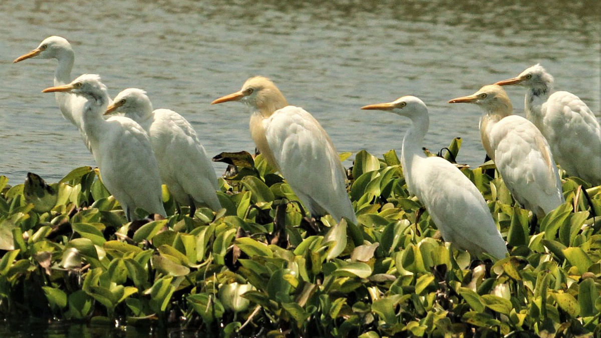 A flock of baby herons are seen waiting on a thick mat of water hyacinth to hunt fishes in the Kaptai Lake in Rangamati on 5 September. Photo: Supriya Chakma