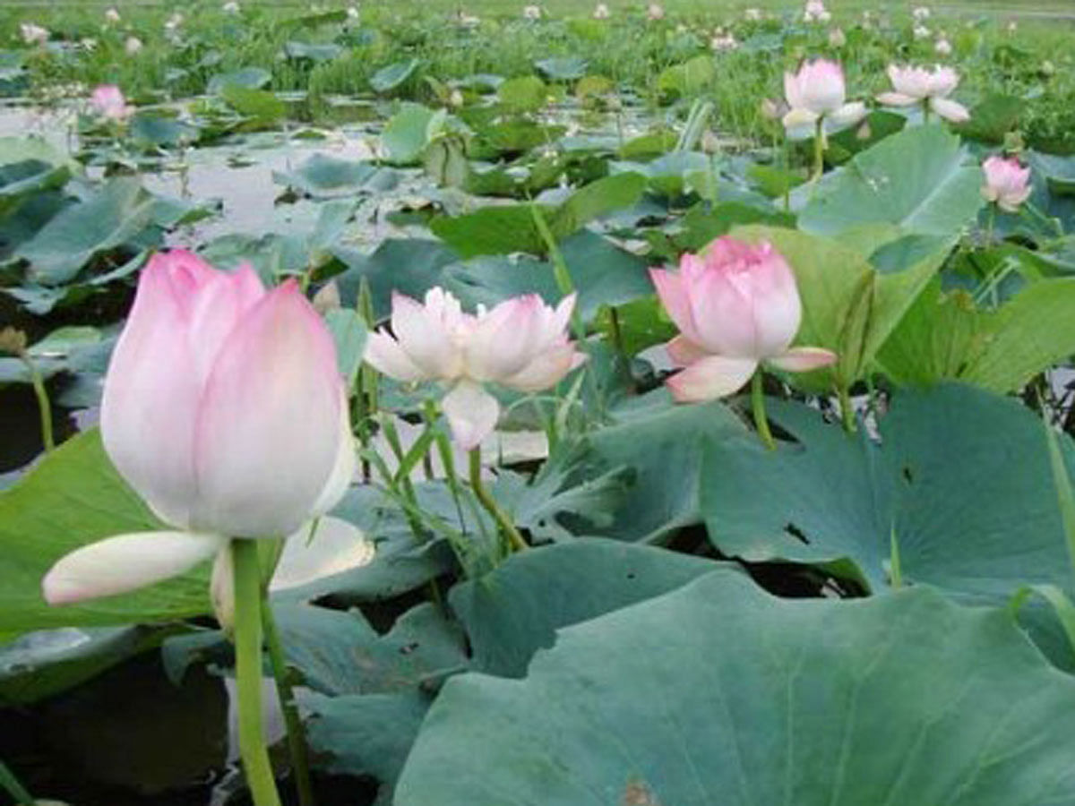 water lily. Photo : Prothom Alo
