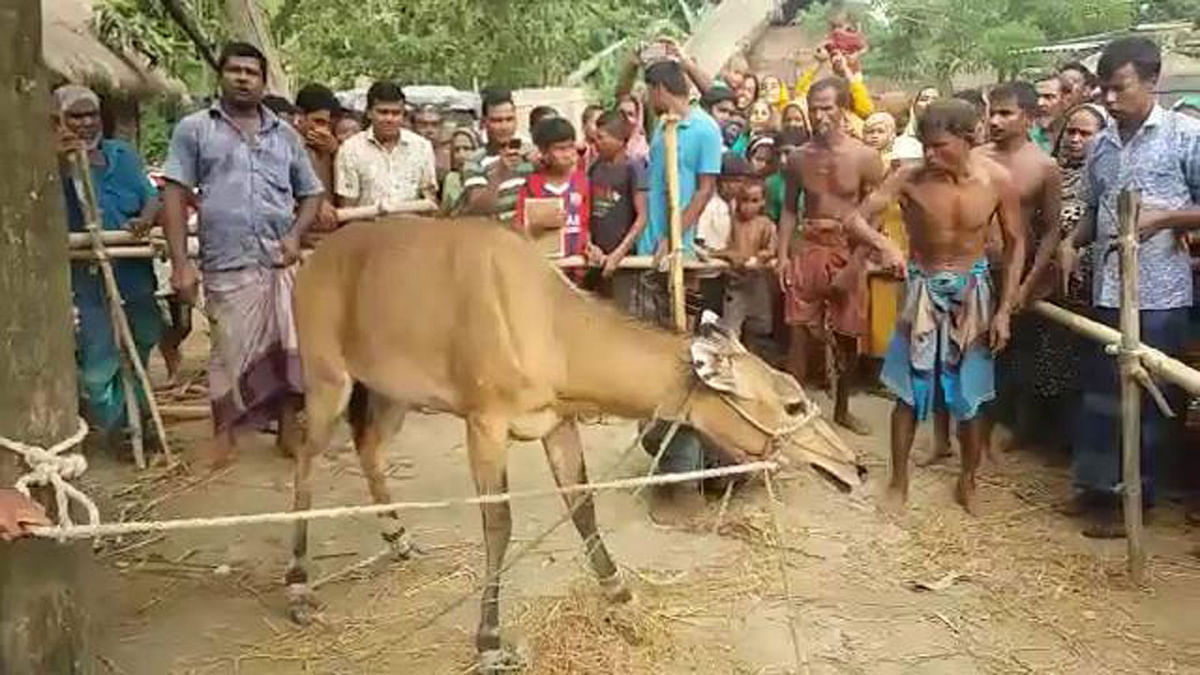 People look at a nilgai tethered in Jadujar area of Ranisankail upazila in Thakurgaon district on Tuesday. Photo: Prothom Alo