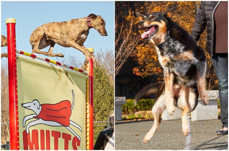 Feather, a female greyhound, holds the record for Highest jump by a dog, — 191.7 cm (75.5 in). Geronimo holds the record for most double dutch-style skips by a dog in one minute (113 jumps)
