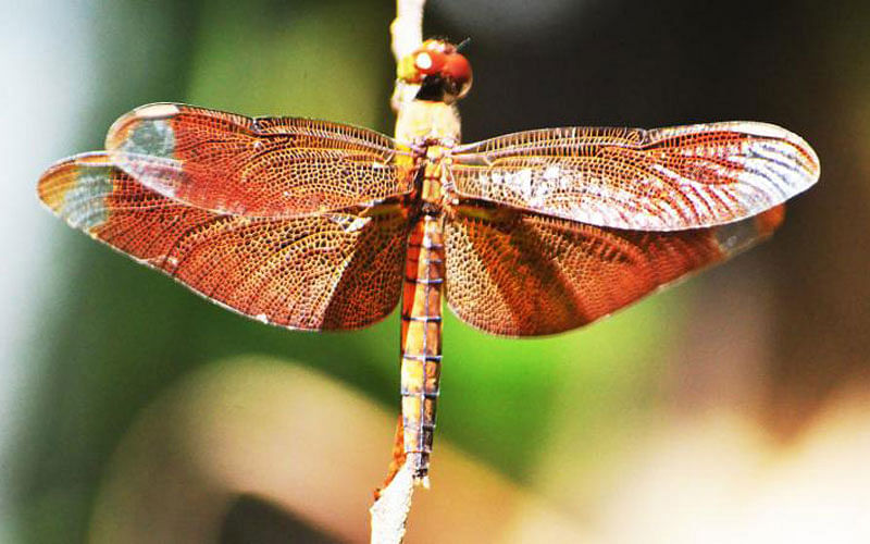 A dragonfly perched on a branch. Pashchim Kanthaltali, Dighinala, Khagrachhari on 6 September. Photo: Palash Barua