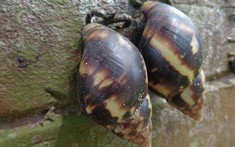 A pair of snails crawling up a wall in Upazila Chattar, Mirsarai, Chattogram on 6 September. Photo: Iqbal Hossain
