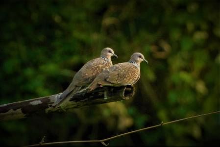 A pair of spotted doves on a bamboo pole in Bogapara, Ghagra, Kawkhali, Rangamati on 6 September. Photo: Supriya Chakma
