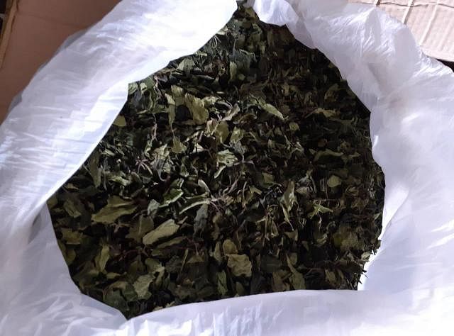 Customs officials seize 160 kilograms of Ethiopian cannabis well known as `Khat` from Hazrat Shahjalal International Airport on Saturday. Photo: Collected