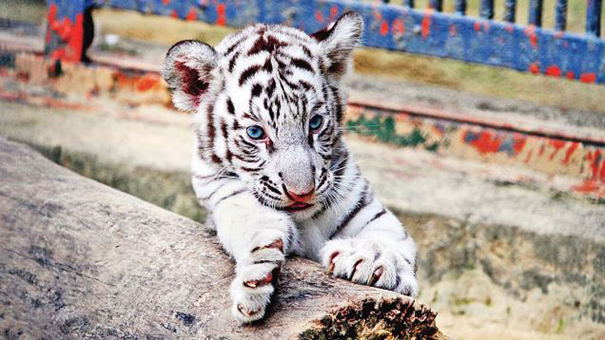 Rare white tiger cub in Chattogram Zoo. Photo: Prothom Alo