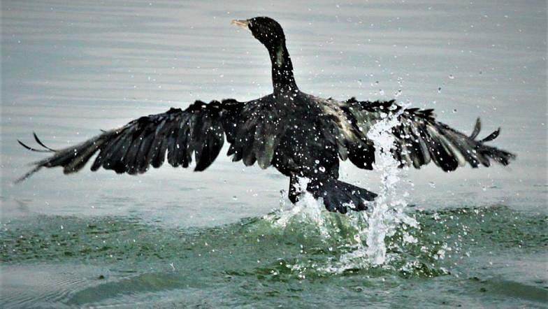 A pankouri (diver) just after it missed the prey in the water at Balukhali, Rangamati. A recent photo by Supriya Chakma