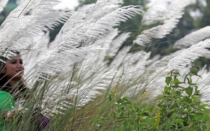 A woman among the reeds at Anannya residential area, Chattogram, 30 August. Photo: Jewel Shill
