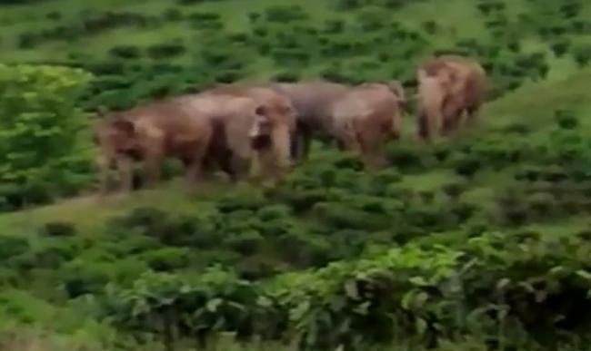 Over 300 meters of the Indo-Bangladesh border in Karimganj district side were reportedly opened for elephant movement as these areas are known as elephant corridor.