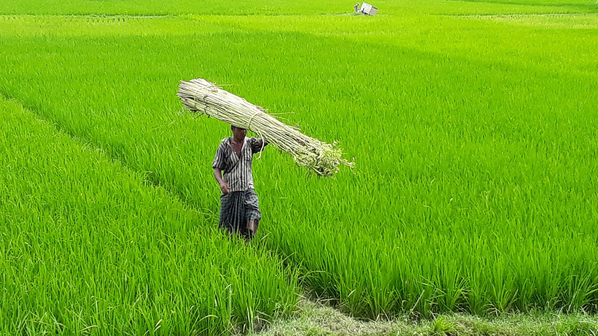 A farmer carries jutes across rice fields in Joyanpur village of Dhangora Union in Raiganj, Sirajganj on 9 September. The jutes will be processed to extract fibers. Photo: Sajedul Alam