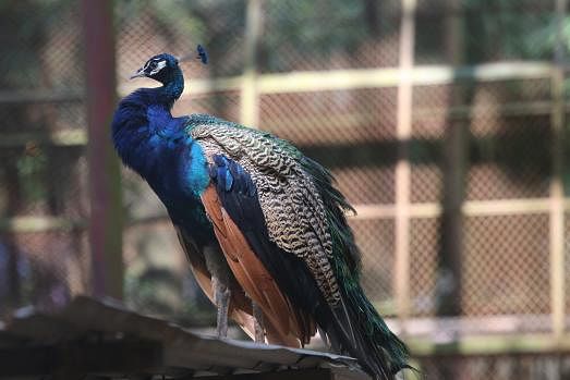 A peacock in the Bangladesh National Zoo at Mirpur, Dhaka, on 3 September. Photo: Sabrina Yasmin
