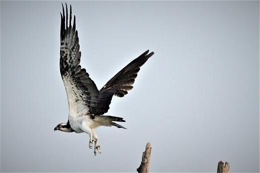 A falcon takes flight from a branch at Manikchhari, Rangamati on 9 September. Photo: Supriya Chakma