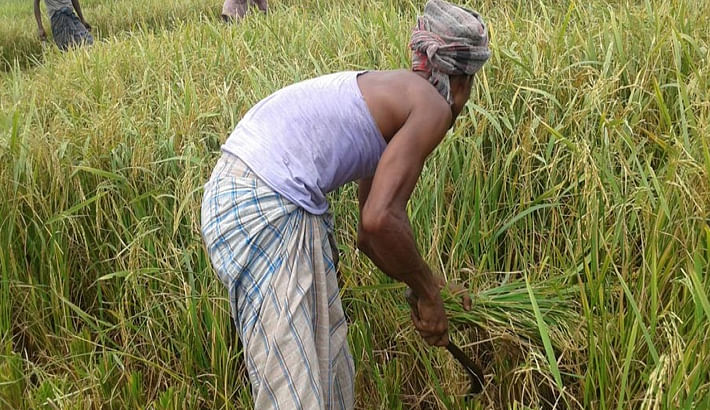 Cultivation of transplanted Aman paddy cultivation faces a setback because of a drought-like situation in Rangpur region. Photo: UNB.