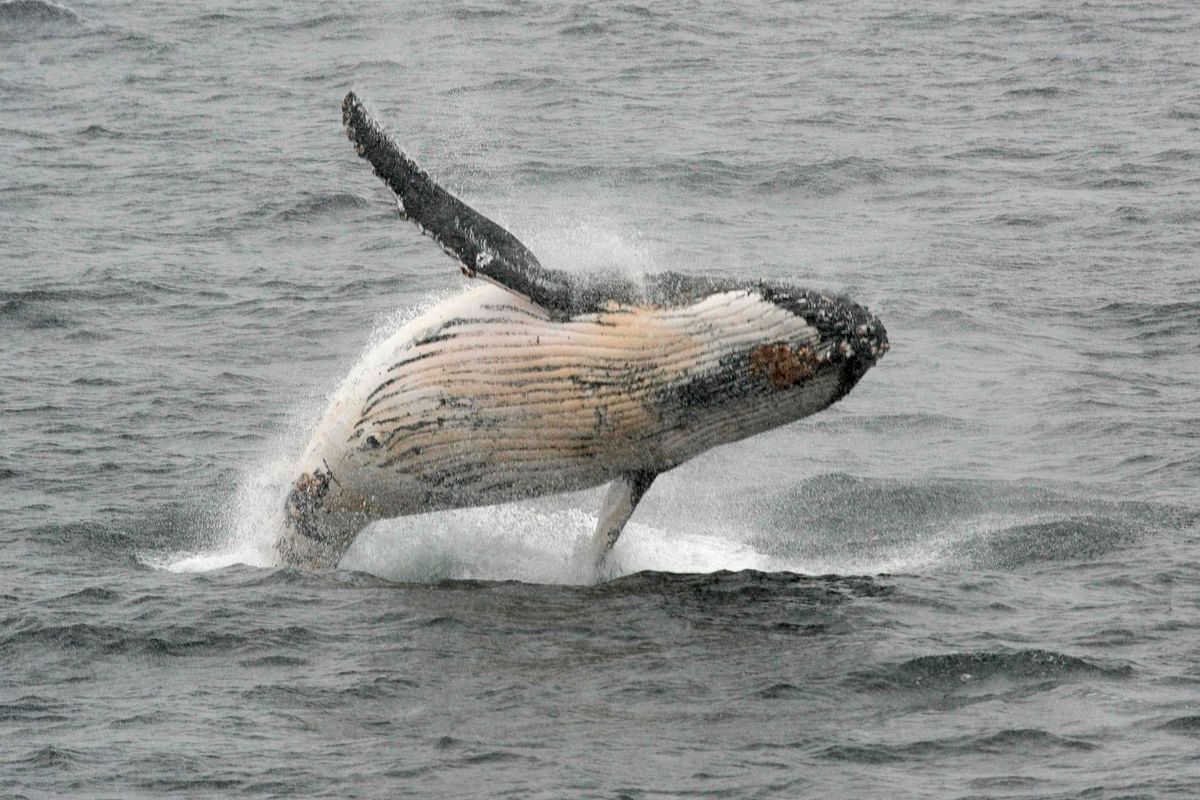 In this file photo taken on 5 March 2016 a humpback whale jumps out of the water in the western Antarctic peninsula. Photo: AFP