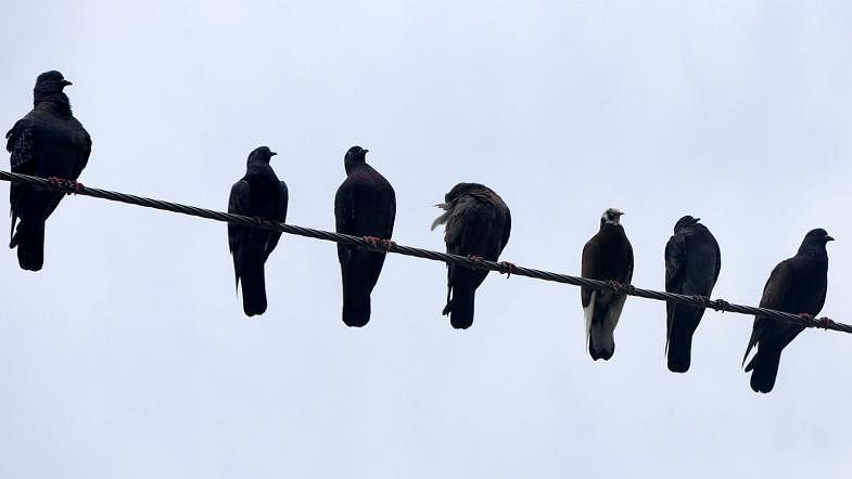 Seven pigeons sit idly on an electric wire in Talora Bazar area of Dupchanchia, Bogura on 13 September. Photo: Soel Rana