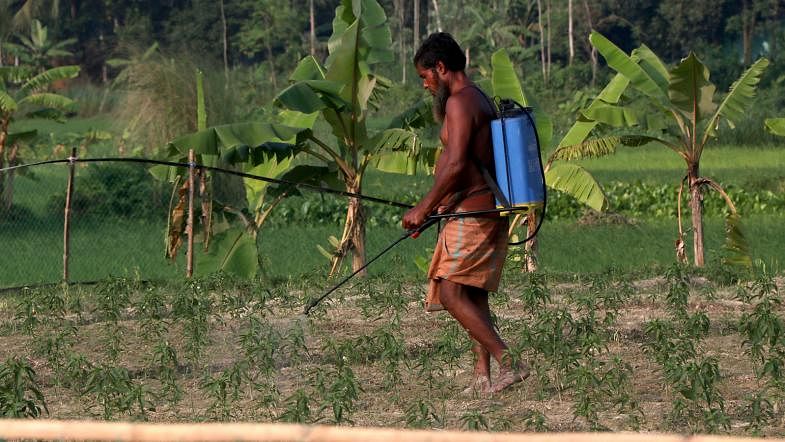 A farmer sprays pesticides to increase productivity of green chilly in Helechapara, Shahjahanpur, Bogura on 13 September. Photo: Soel Rana