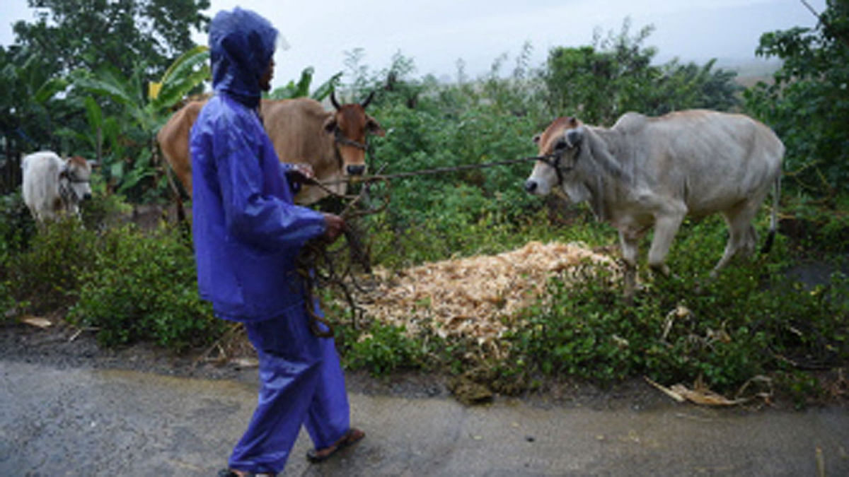A farmer gathers his herd of cows to a safe place as Super Typhoon Mangkhut approaches the city of Tuguegarao, Cagayan province, north of Manila on 14 September 2018. Preparations were in high gear in the Philippines on 14 September with Super Typhoon Mangkhut set to make a direct hit in less than 24 hours, packing winds up to 255 kilometres per hour and drenching rains. Photo: AFP