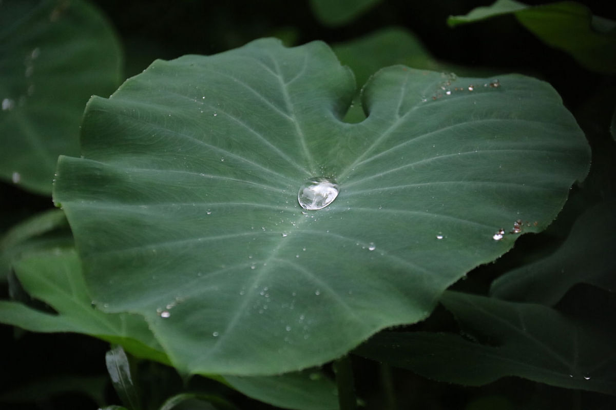 A water drop glimmers on a taro leaf. Shibganj, Sylhet, 14 September Photo: Anis Mahmud