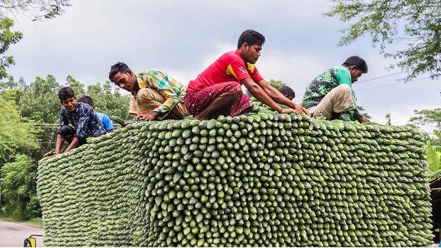 Several people busy in arranging bitter gourd.