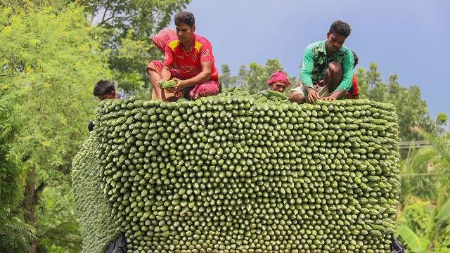 Labourers arranging the bitter gourds.